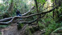 Butuh waktu 8 sampai 10 jam dari jalur Cibodas menuju Mandalawangi. Trek pendakian didominasi bebatuan sampai pos Kandang Badak. Dari Kandang Badak, jalur semakin terjal dan trek didominasi pohon tumbang serta tanah licin.