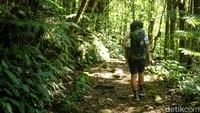 Butuh waktu sekitar 10 menit menuruni jalur dari puncak menuju Mandalawangi. Pendaki disarankan tetap berhati-hati karena babi hutan kerap melintas di sekitar Mandalawangi.