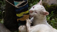 Diketahui, albino merupakan kelainan akibat ketidakmampuan menghasilkan pigmen yang mewarnai kulit pada mata dan rambutnya. Kelainan albino yang dialami Jaguarundi ini membuatnya jadi rentan dimangsa predator.  