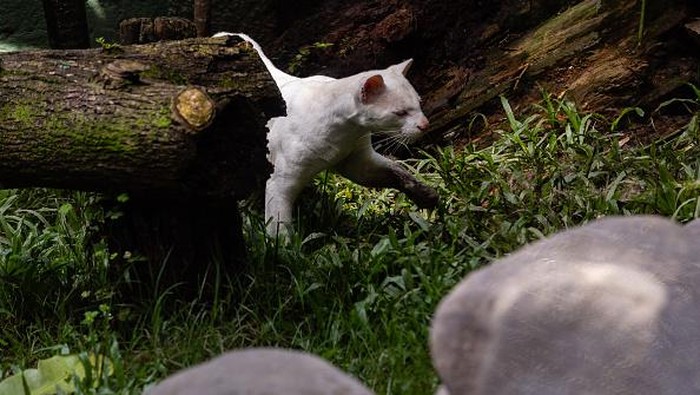 Ini Kucing Hutan Albino Langka Pertama di Dunia MEDELLIN, COLOMBIA - JULY 6: The biologist Karen H., who works in the Medellin conservation park, is preparing a study of the response to certain stimuli of the Feline, such as odors and textures, to measure its ability to adapt to the new environment. The park's biologists measure their ability to increase their other senses such as smell, which is the most developed. First albino wild feline of Colombia lives in the conservation park of Medellin. The feline of which its race is still unknown, the researchers have two theories for the race of the feline between jaguar and ocelot. The curious individual who is now a juvenile, is 8 months old and weighs 8.4 kilograms, entered the conservation park and has received medical-veterinary care. Habitat is adapted according to their needs, which is equipped with medium lighting, since the feline, due to her condition of albinism, suffers from photosensitivity and due to her visual deficiency. Currently, the animal has shown an important adaptation developing all its natural hunting behavior. Normally it is the mother who teaches these animals to hunt, but in the Conservation Park there has been an enrichment and she, in a natural way, has developed all this behavior, taking into account that the Albino Feline will never be able to return to its natural habitat. , since his conditions including partial blindness and white skin color do not allow him to blend in with the natural environment, this prevents him from being able to hunt easily and not be hunted by other animals. There are only 3 albino felines are registered in Latin America. (Photo by Jorge Calle/Anadolu Agency via Getty Images)