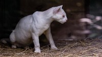 Kurangnya melanin membuat anak Jaguarundi ini sulit untuk menyembunyikan diri di alam bebas. Petugas satwa liar pun membawa Jaguarundi albino ke taman konservasi untuk melindungi sekaligus merawatnya.  