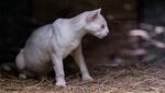 Ini Kucing Hutan Albino Langka Pertama di Dunia