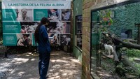 Dikutip dari Anadolu Agency, Dokter Hewan Kota Amalfi, Yuliany Duque, mengatakan bahwa Jaguarundi adalah jenis puma asli Amerika Utara dan Selatan, tetapi jarang terlihat di utara Meksiko.  