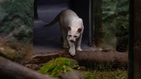 Kucing liar albino pertama Kolombia terlihat di taman konservasi Medellin, Kolombia, Kamis (6/7/2022) waktu setempat.