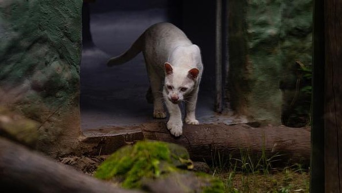 Ini Kucing Hutan Albino Langka Pertama di Dunia MEDELLIN, COLOMBIA - JULY 6: The biologist Karen H., who works in the Medellin conservation park, is preparing a study of the response to certain stimuli of the Feline, such as odors and textures, to measure its ability to adapt to the new environment. The park's biologists measure their ability to increase their other senses such as smell, which is the most developed. First albino wild feline of Colombia lives in the conservation park of Medellin. The feline of which its race is still unknown, the researchers have two theories for the race of the feline between jaguar and ocelot. The curious individual who is now a juvenile, is 8 months old and weighs 8.4 kilograms, entered the conservation park and has received medical-veterinary care. Habitat is adapted according to their needs, which is equipped with medium lighting, since the feline, due to her condition of albinism, suffers from photosensitivity and due to her visual deficiency. Currently, the animal has shown an important adaptation developing all its natural hunting behavior. Normally it is the mother who teaches these animals to hunt, but in the Conservation Park there has been an enrichment and she, in a natural way, has developed all this behavior, taking into account that the Albino Feline will never be able to return to its natural habitat. , since his conditions including partial blindness and white skin color do not allow him to blend in with the natural environment, this prevents him from being able to hunt easily and not be hunted by other animals. There are only 3 albino felines are registered in Latin America. (Photo by Jorge Calle/Anadolu Agency via Getty Images)