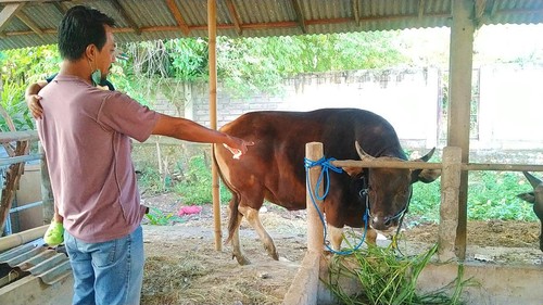 Kepala Lingkungan Loloan Timur menunjukkan sapi kurban dari Presiden Jokowi yang diserahkan kepada Takmir Masjid Agung Baitul Qodim di Loloan Timur, Jembrana.