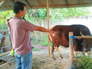 Warga Loloan Jembrana Terima Sapi Kurban dari Presiden Jokowi