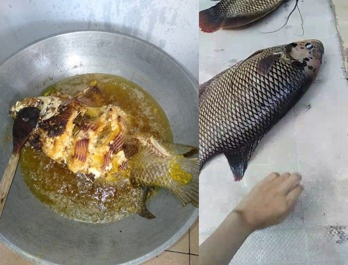 Momen sedih masak ikan peliharaan