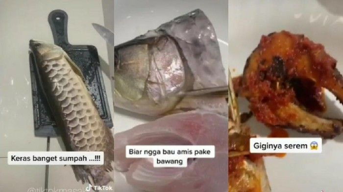 Momen sedih masak ikan peliharaan