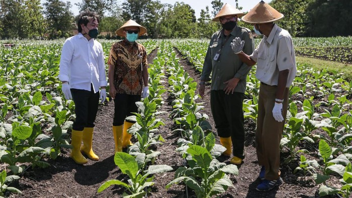 Asisten Deputi Pengembangan Agribisnis Perkebunan Kemenko Perekonomian, Moch. Edy Yusuf, mengoperasikan mesin kultivator pada acara Tanam Raya Tembakau di Wonogiri, Jawa Tengah, Kamis (7/7/2020). Pada kesempatan itu, Edy didampingi Direktur Tanaman Semusim dan Rempah Kementerian Pertanian Ardi Praptono (ketiga dari kiri), Kepala Dinas Pertanian dan Perkebunan Jawa Tengah Supriyanto (kedua dari kiri), Kepala Urusan Eksternal PT HM Sampoerna Tbk. (Sampoerna) Ervin Pakpahan (kedua dari kanan), Ketua DPD APTI Jawa tengah Hafidz BR (kiri), dan pimpinan area PT Sadhana Arifnusa, Soeharto.