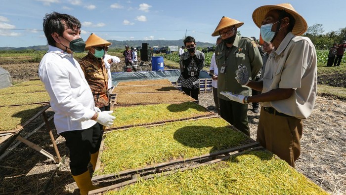 Asisten Deputi Pengembangan Agribisnis Perkebunan Kemenko Perekonomian, Moch. Edy Yusuf, mengoperasikan mesin kultivator pada acara Tanam Raya Tembakau di Wonogiri, Jawa Tengah, Kamis (7/7/2020). Pada kesempatan itu, Edy didampingi Direktur Tanaman Semusim dan Rempah Kementerian Pertanian Ardi Praptono (ketiga dari kiri), Kepala Dinas Pertanian dan Perkebunan Jawa Tengah Supriyanto (kedua dari kiri), Kepala Urusan Eksternal PT HM Sampoerna Tbk. (Sampoerna) Ervin Pakpahan (kedua dari kanan), Ketua DPD APTI Jawa tengah Hafidz BR (kiri), dan pimpinan area PT Sadhana Arifnusa, Soeharto.