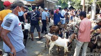 Kambing akan stres lho jika dipelihara sendiri. Katanya jika dia sendiri, kambing tersebut akan mudah sakit. (Jarmaji/detikJateng)
