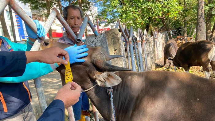 Pemeriksaan hewan kurban di Makassar.