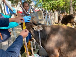 Wanti-wanti Warga Jeli usai Temuan 616 Ternak Tak Layak Kurban di Makassar
