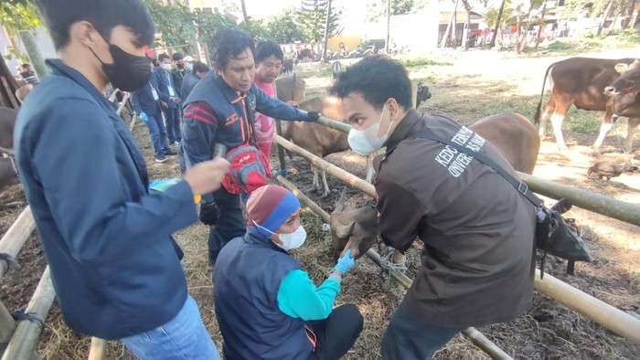 Pemeriksaan hewan ternak untuk kurban di Makassar jelang Idul Adha.