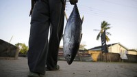 Tuna sirip kuning khususnya sangat jarang mereka dapatkan bahkan harganya kini meroket di pasaran. Jika berhasil mendapatkan tuna sirip kuning, itu terasa seperti keberuntungan bagi nelayan.  