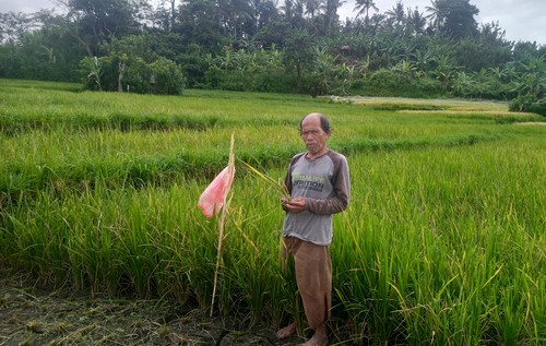 I Wayan Sujana saat ditemui di sawahnya yang mengalami gagal panen di Desa Budakeling, Kecamatan Bebandem Rabu (6/7/2022)