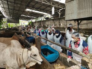 Pemkot Depok Lakukan Vaksinasi PMK ke 492 Hewan Ternak