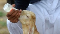 Narejo juga berencana mengangkat Simba sebagai pejantan untuk mempromosikan citra Pakistan sebagai negara pembiakan kambing unggulan.