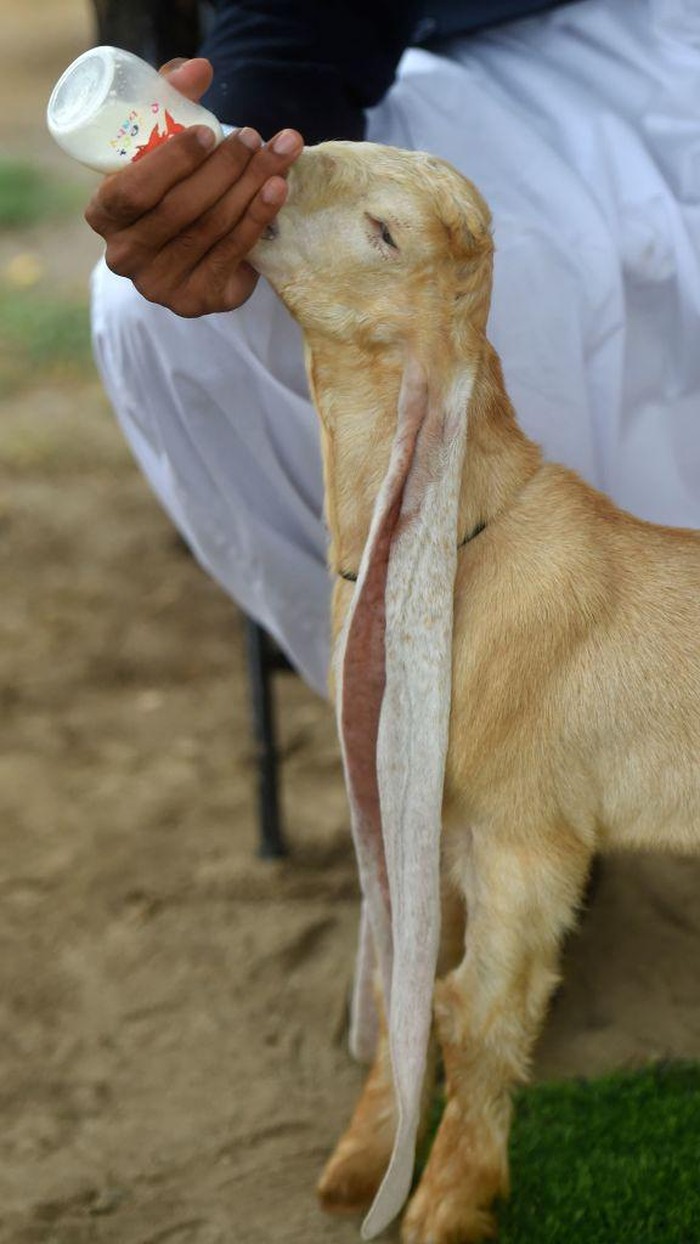 Unik, Simba Si Anak Kambing dengan Telinga Super Panjang TOPSHOT - Breeder Mohammad Hasan Narejo displays the ears of his kid goat Simba, in Karachi on July 6, 2022. - A kid goat with extraordinarily long ears has become something of a media star in Pakistan, with its owner claiming a world record that may or may not exist. (Photo by Asif HASSAN / AFP) (Photo by ASIF HASSAN/AFP via Getty Images)