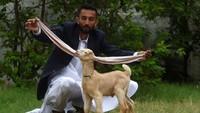 Peternak Mohammad Hasan Narejo mengatakan dia telah mendekati Guinness World Records untuk melihat apakah keunikan Simba dapat dimasukkan sebagai yang Terbesar Sepanjang Masa. Kategori untuk kambing bertelinga terpanjang saat ini tidak muncul di situs web organisasi tersebut.