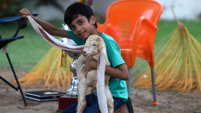 TOPSHOT - Breeder Mohammad Hasan Narejo displays the ears of his kid goat Simba, in Karachi on July 6, 2022. - A kid goat with extraordinarily long ears has become something of a media star in Pakistan, with its owner claiming a world record that may or may not exist. (Photo by Asif HASSAN / AFP) (Photo by ASIF HASSAN/AFP via Getty Images)