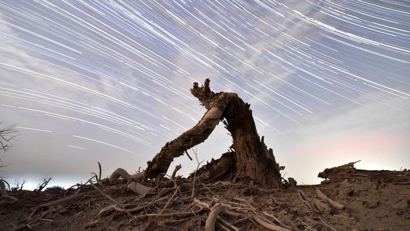 LUNTAI, CHINA - JUNE 21: Long exposure of starlight trails above the dead Euphrates Poplar trees at the desert area on June 21, 2022 in Luntai County, Bayingolin Mongol Autonomous Prefecture, Xinjiang Uygur Autonomous Region of China. (Photo by Que Hure/VCG via Getty Images)
