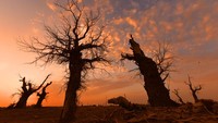 LUNTAI, CHINA - JUNE 21: Long exposure of starlight trails above the dead Euphrates Poplar trees at the desert area on June 21, 2022 in Luntai County, Bayingolin Mongol Autonomous Prefecture, Xinjiang Uygur Autonomous Region of China. (Photo by Que Hure/VCG via Getty Images)