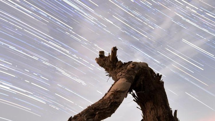 LUNTAI, CHINA - JUNE 21: Long exposure of starlight trails above the dead Euphrates Poplar trees at the desert area on June 21, 2022 in Luntai County, Bayingolin Mongol Autonomous Prefecture, Xinjiang Uygur Autonomous Region of China. (Photo by Que Hure/VCG via Getty Images)