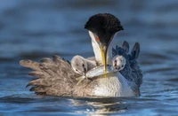 Audubon Photography Awards 2022