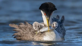 Amateur Award Winner: Peter Shen. Camera: Sony A1 with a Sony FE 600mm f/4 lens with a Sony 1.4x Teleconverter; 1/1000 second at f/7.1; ISO 500 Foto: Audubon Photography Awards