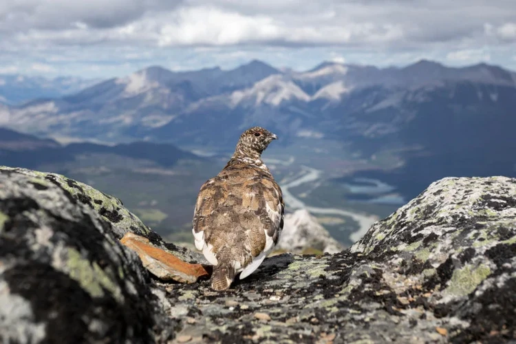 Audubon Photography Awards 2022