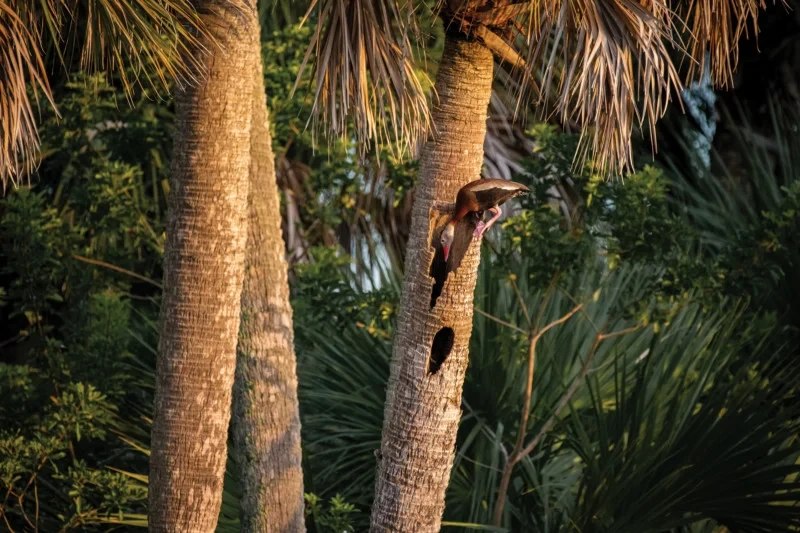 Audubon Photography Awards 2022