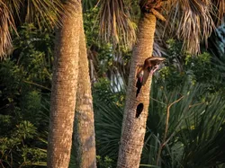 Karya Jawara Kontes Foto Burung yang Bikin Takjub