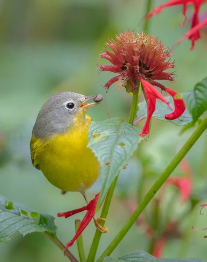 Audubon Photography Awards 2022