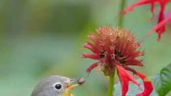 Plants for Birds Award Winner: Shirley Donald. Camera: Canon EOS 5DS R with a Canon EF 400mm f/4 DO II USM lens and a Canon 1.4x Teleconverter III; 1/640 second at f/5.6; ISO 1000 Foto: Audubon Photography Awards