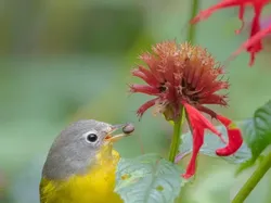 Karya Jawara Kontes Foto Burung yang Bikin Takjub