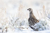 Audubon Photography Awards 2022
