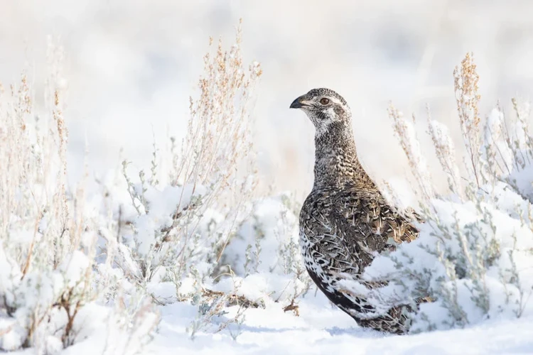 Audubon Photography Awards 2022