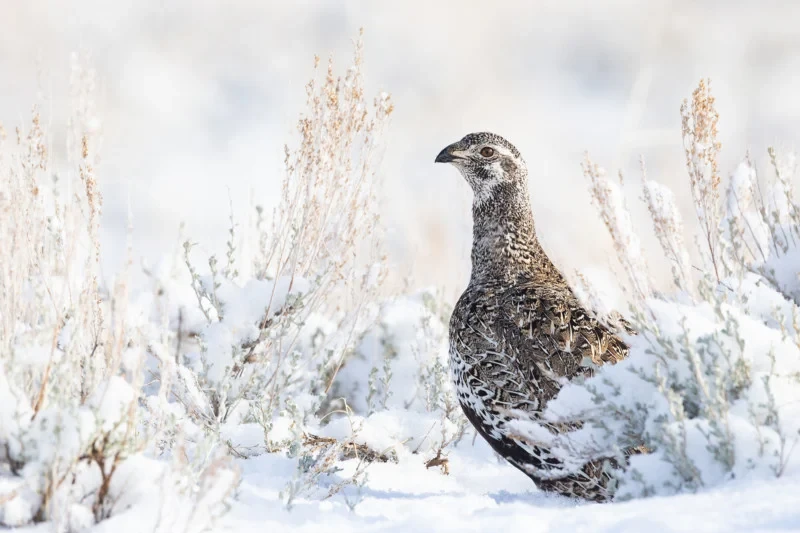 Audubon Photography Awards 2022
