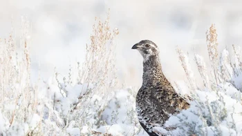 Female Bird Prize: Alan Krakauer. Camera: Canon EOS 6D with a Tamron 150-600mm f/5-6.3 Di VC USD A011 lens and a UV filter; 1/1600 second at f/8; ISO 800 Foto: Audubon Photography Awards