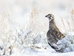 Karya Jawara Kontes Foto Burung yang Bikin Takjub