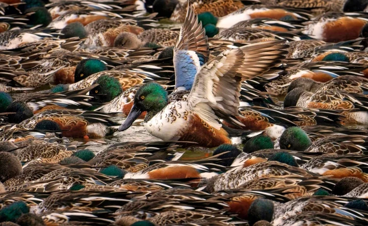 Audubon Photography Awards 2022