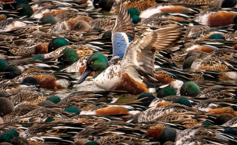 Audubon Photography Awards 2022