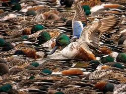 Karya Jawara Kontes Foto Burung yang Bikin Takjub