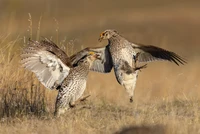 Audubon Photography Awards 2022