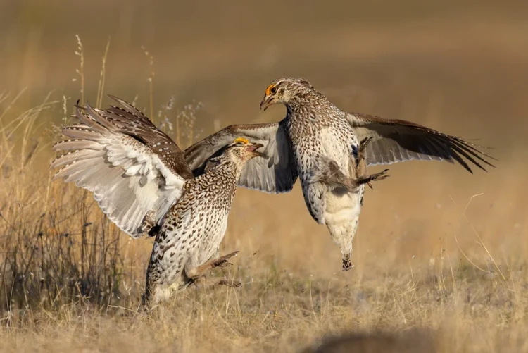Audubon Photography Awards 2022