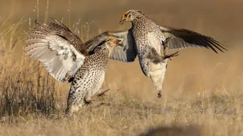 Professional Honorable Mention: Liron Gertsman. Camera: Canon EOS R5 with a Canon EF 100-400mm f/4.5-5.6L IS II USM lens and Canon EF to RF mount adapter; 1/6400 at f/5.6; ISO 800 Foto: Audubon Photography Awards