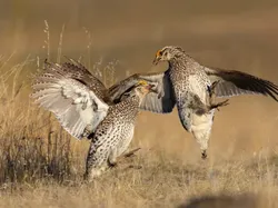 Karya Jawara Kontes Foto Burung yang Bikin Takjub