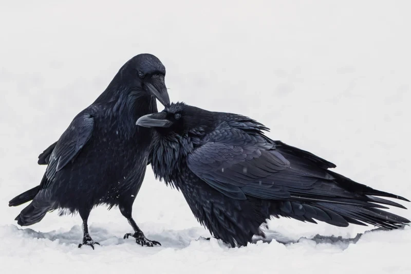 Audubon Photography Awards 2022